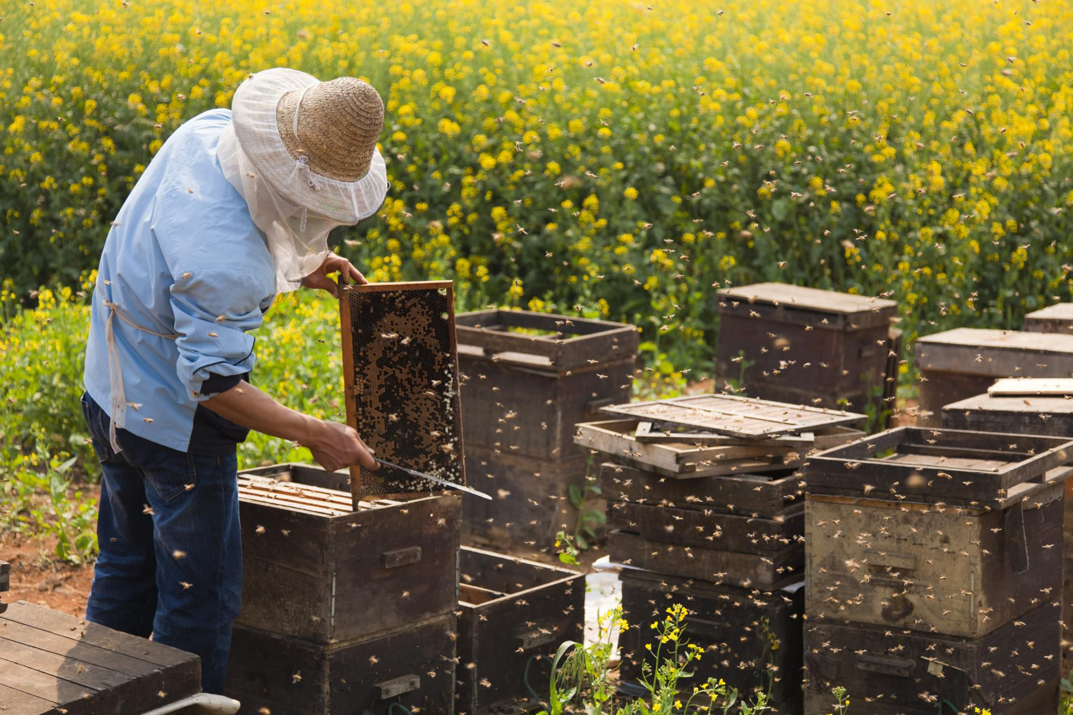 Что делает пчеловод. Пчеловодное хозяйство "Пасечник Шишкин". Пасечник на пасеке. Пасека ульи. Пчелы пасека.
